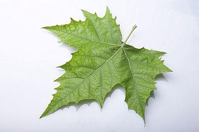 国产《西游-琉璃盏》全新演示公布 今年9月发售